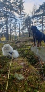 Profilbild på Anneli Degen
