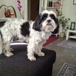 Profilbild på Gunilla Asplund