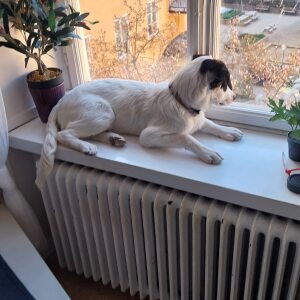 Profilbild på Kenneth Olsson